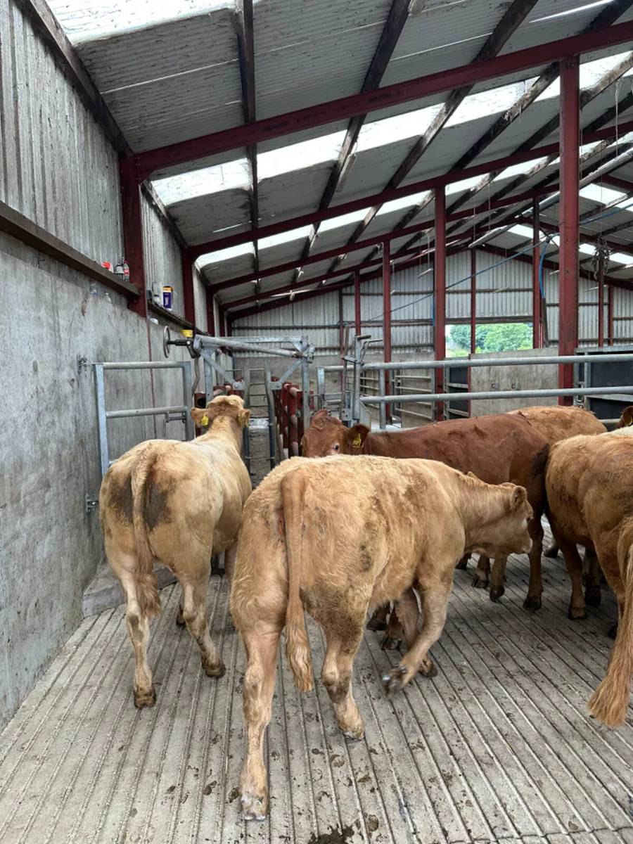 Charolais and lim heifers - Image 2