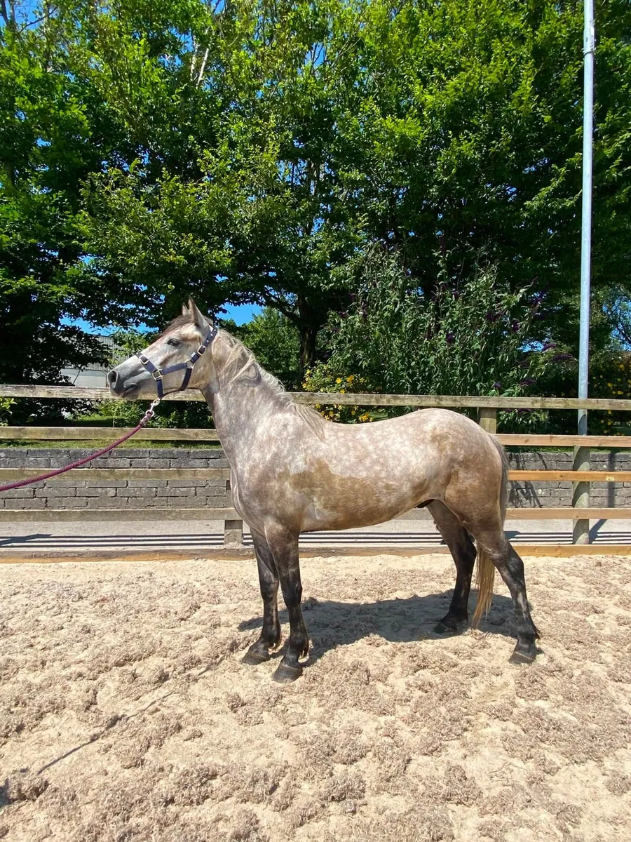 pony