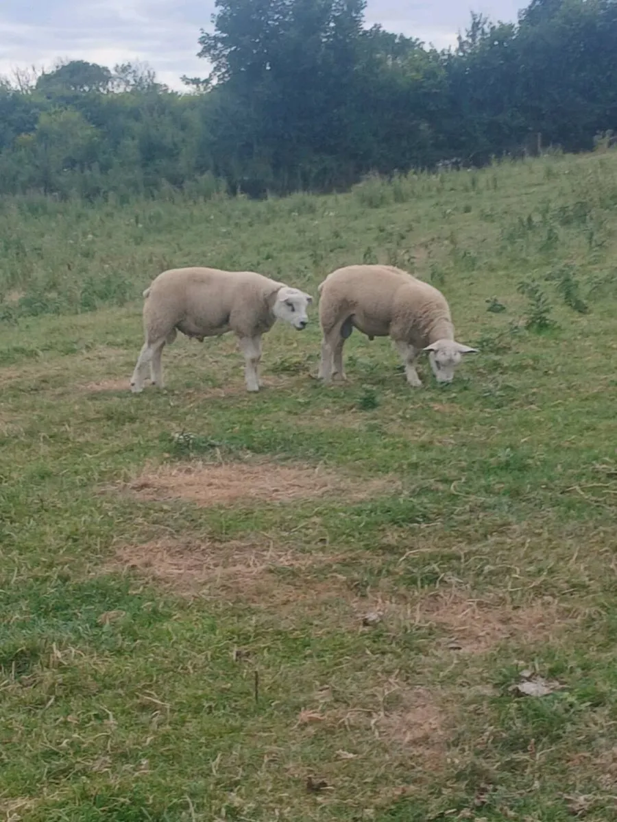Sheep - Image 4