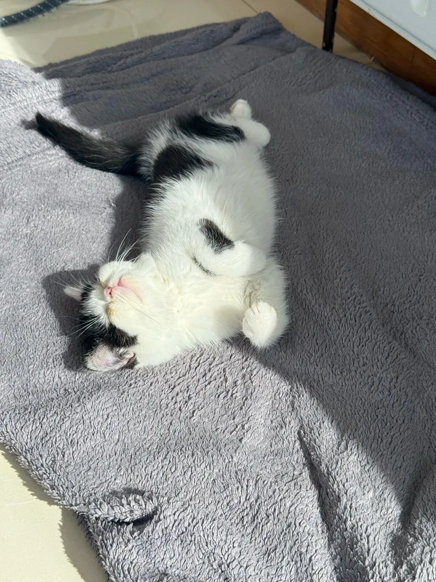 Persian Kittens - Image 1