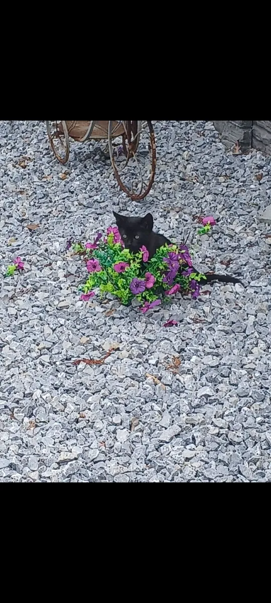 Adorable kittens