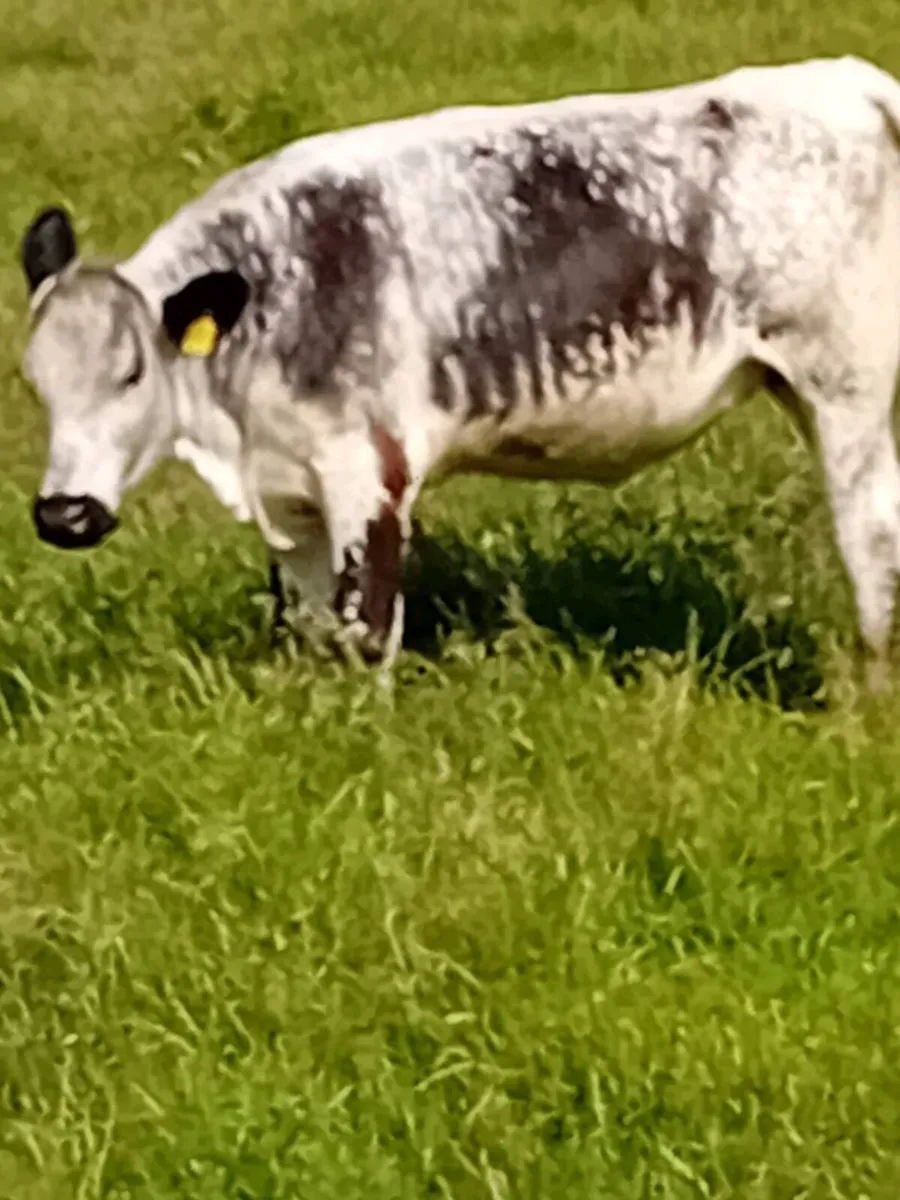 Roan In calf heifers - Image 4