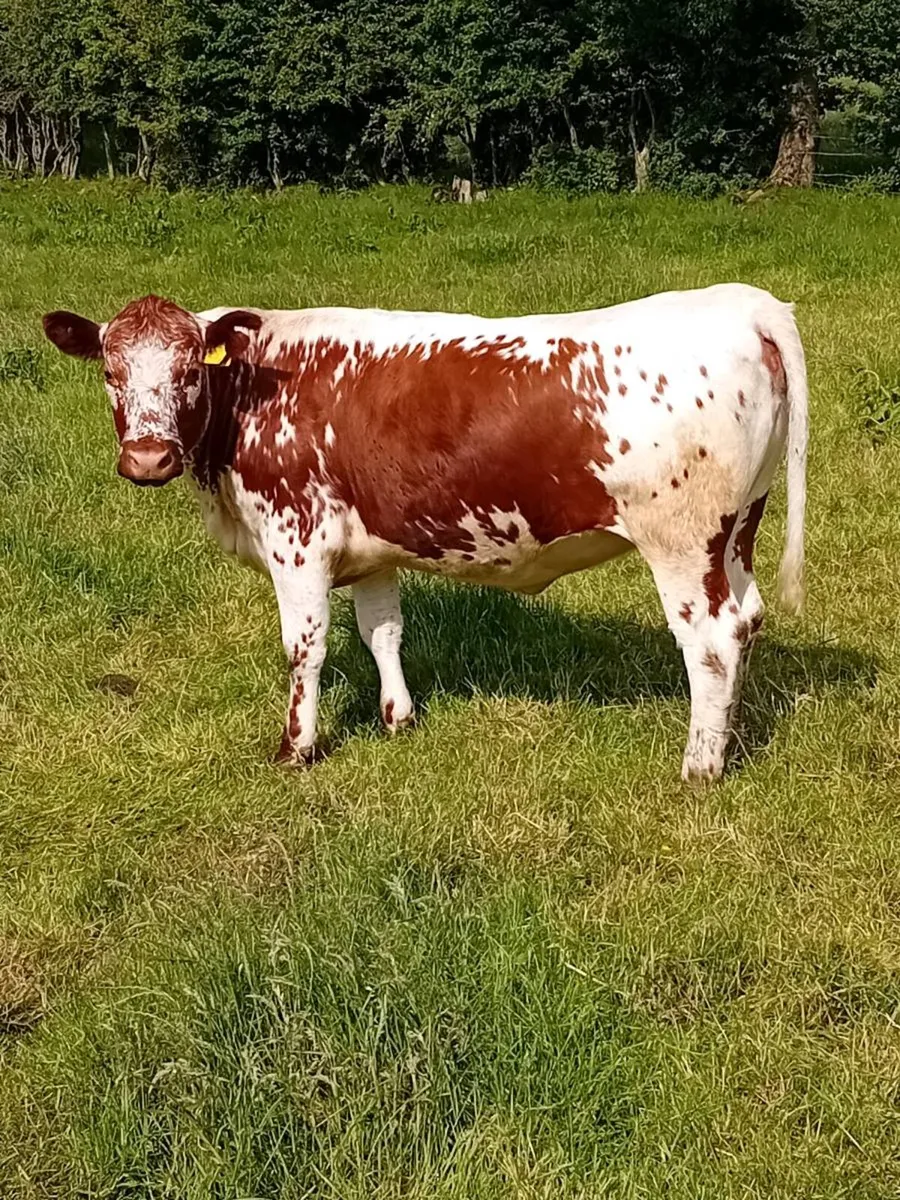 In calf heifer - Image 1