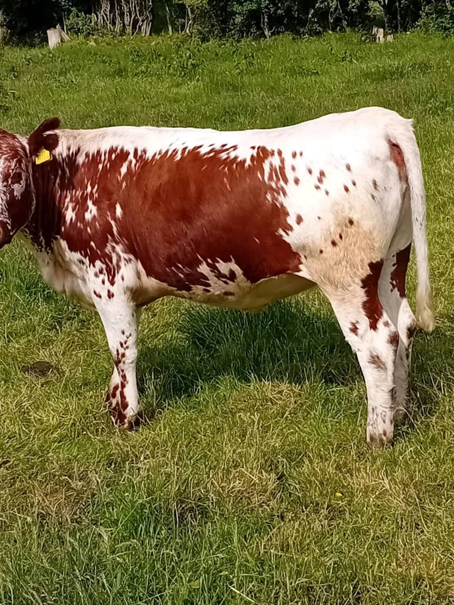 In calf heifer - Image 2