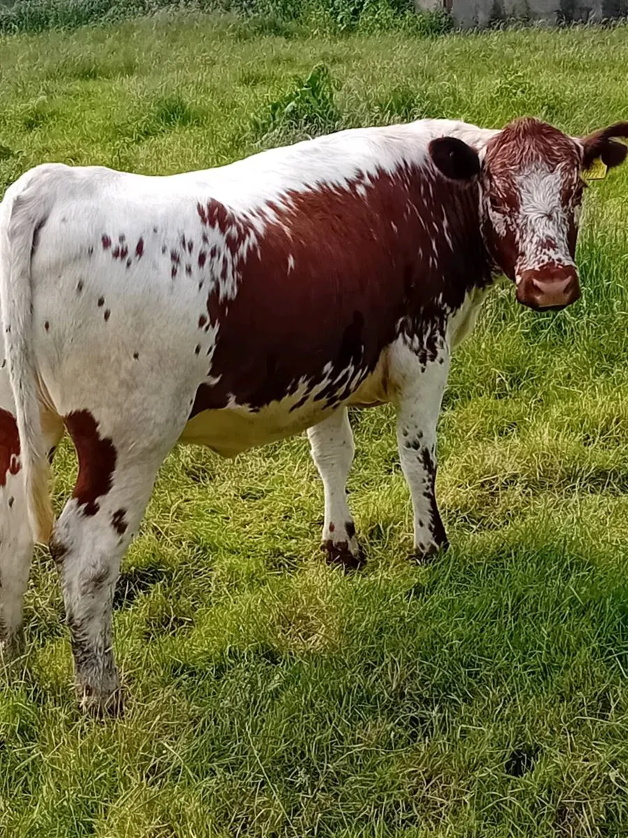 In calf heifer - Image 3