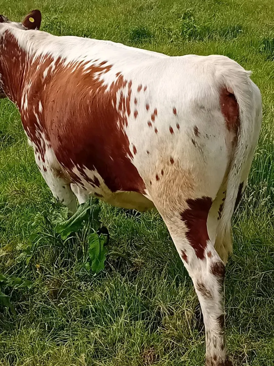 In calf heifer - Image 4