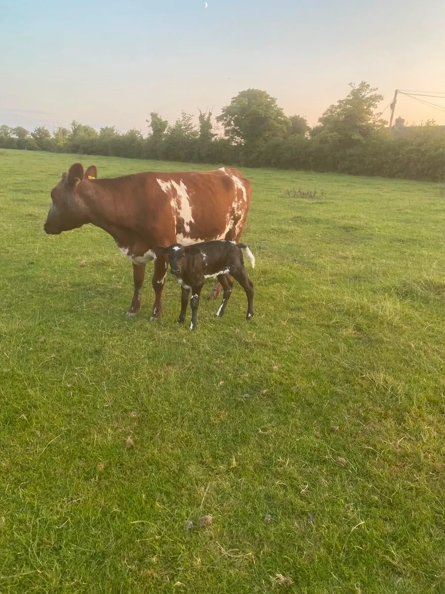 Shorthorn 1st calver - Image 4
