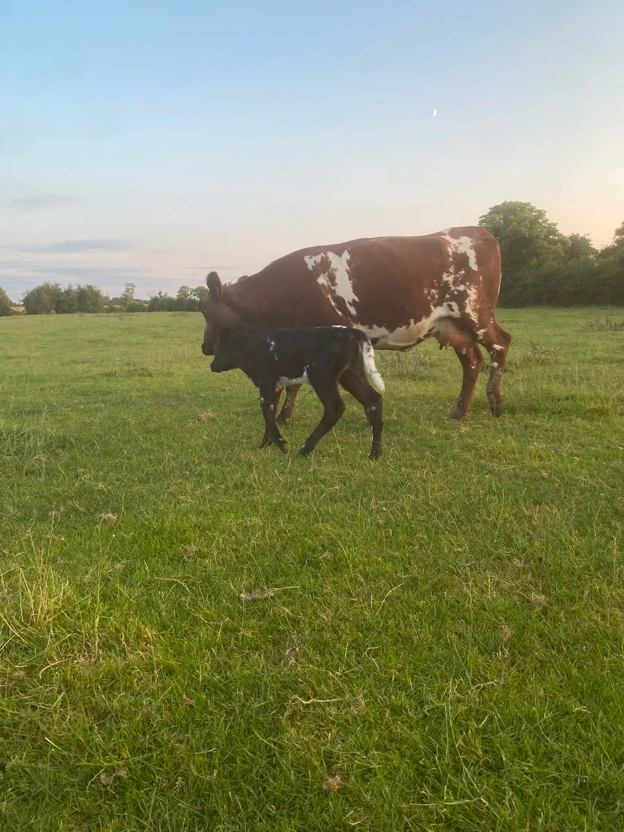 Shorthorn 1st calver - Image 1