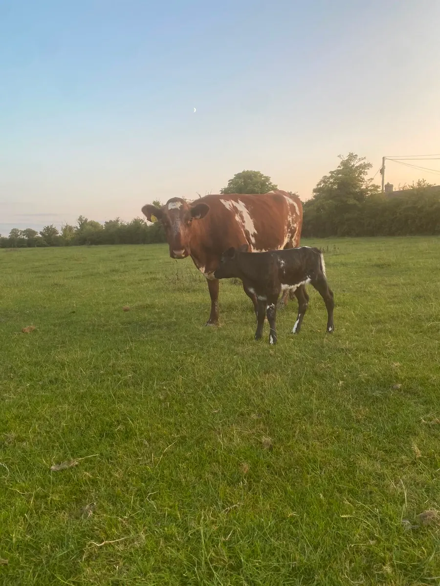 Shorthorn 1st calver - Image 2