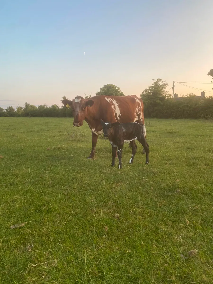 Shorthorn 1st calver - Image 3
