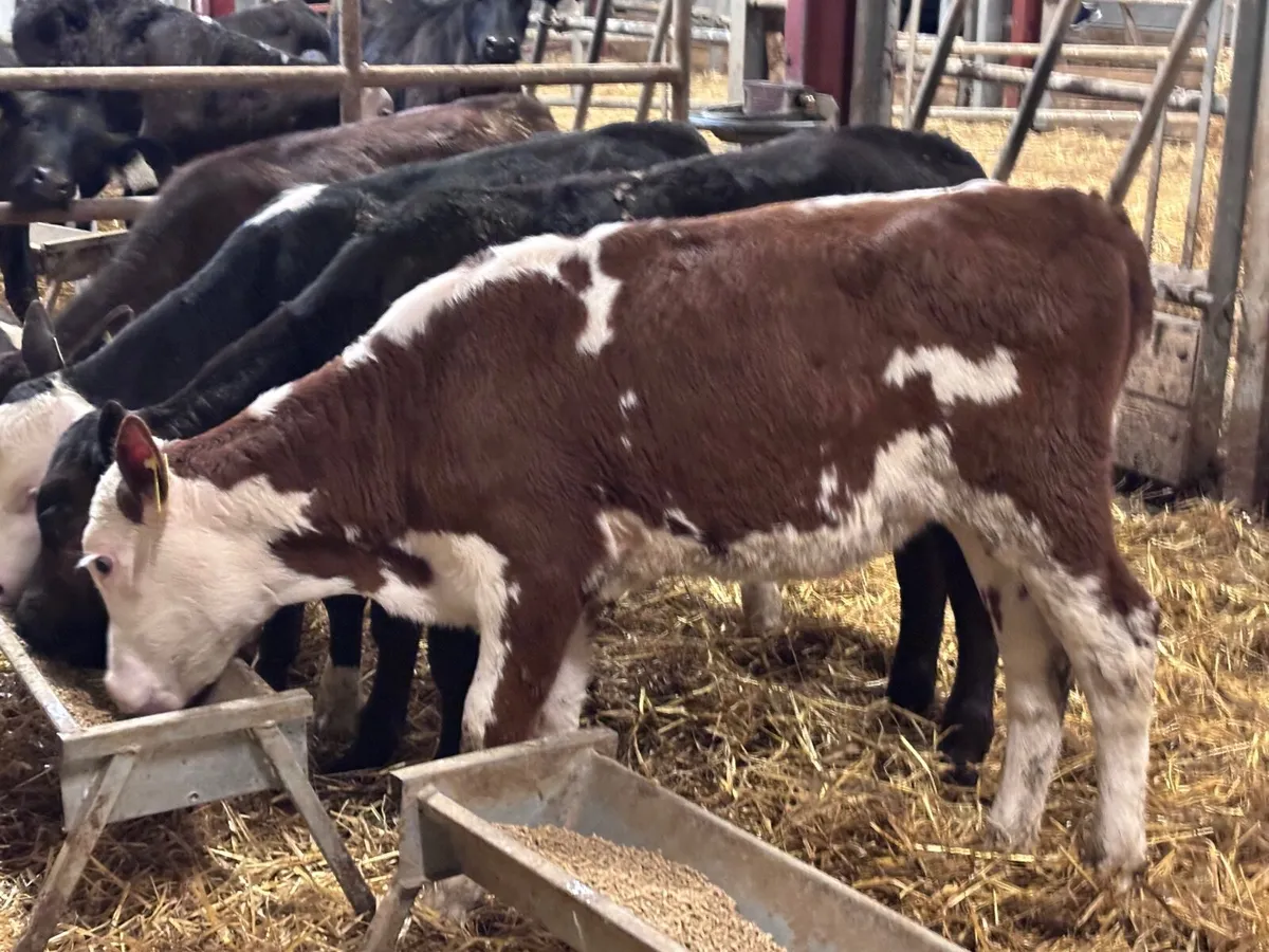 4 grass calves for sale @€565 - Image 2