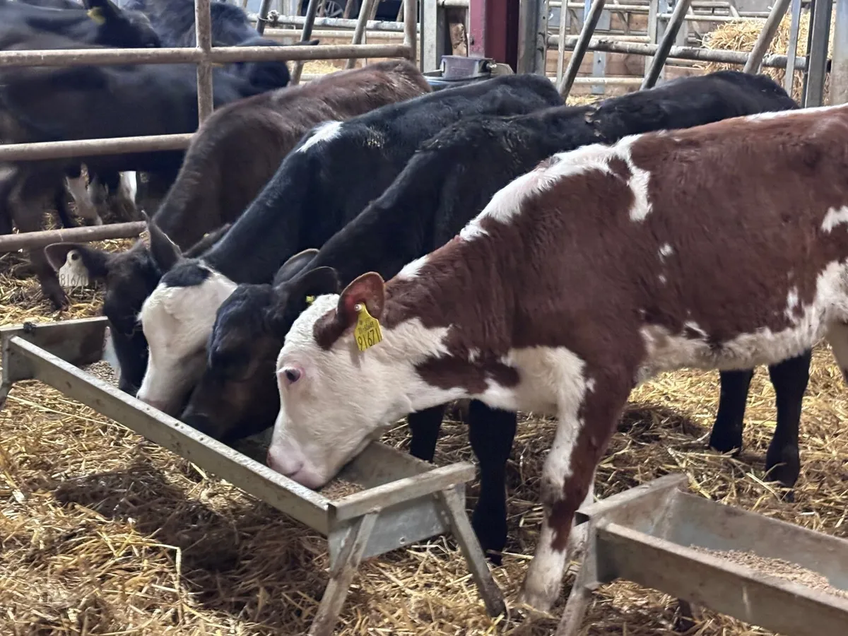 4 grass calves for sale @€565 - Image 3
