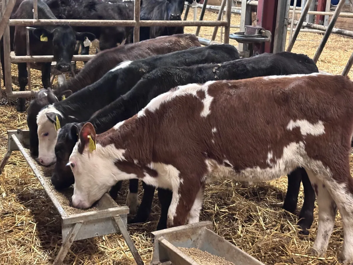4 grass calves for sale @€565 - Image 4