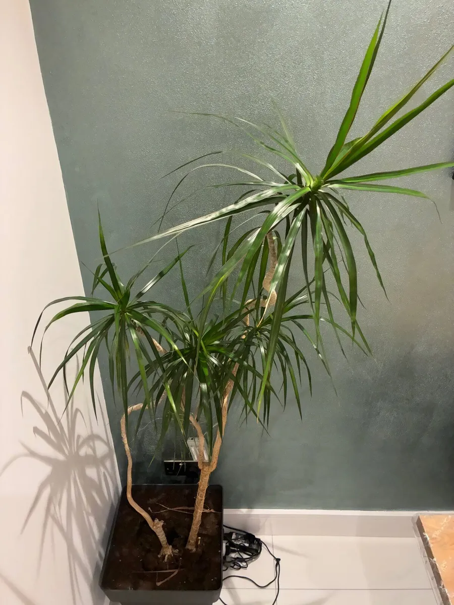 Madagascar Dragon Tree 180cm - Image 1