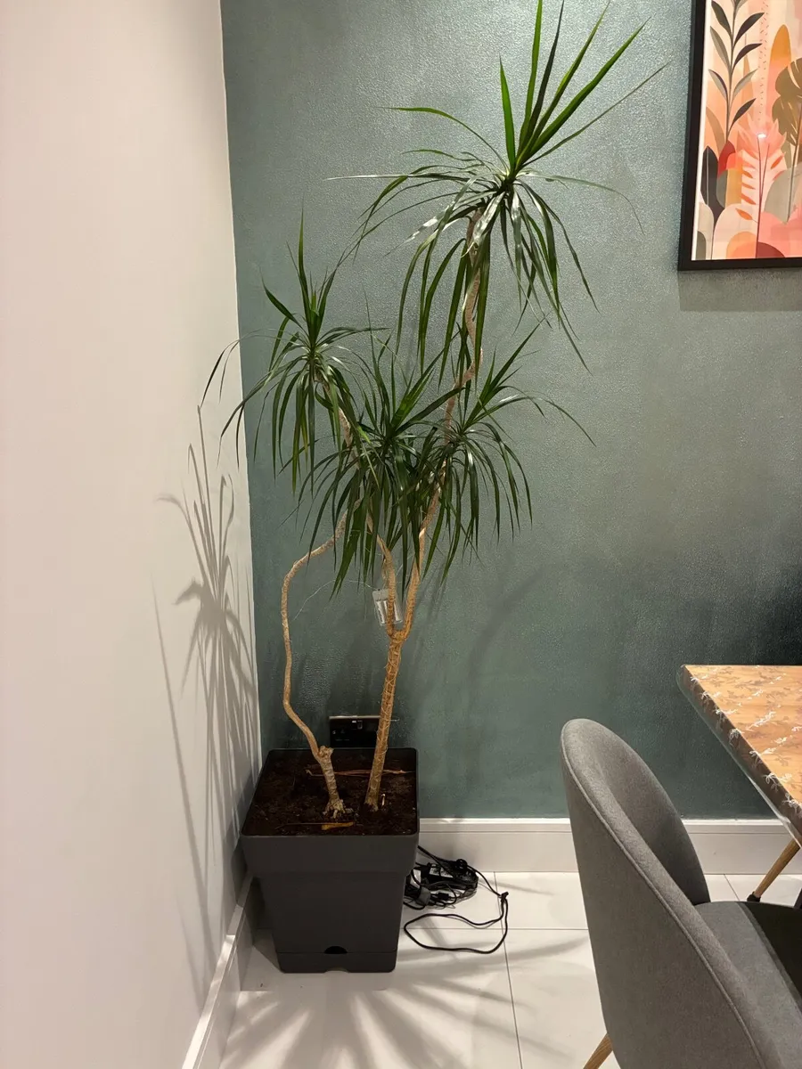 Madagascar Dragon Tree 180cm - Image 2