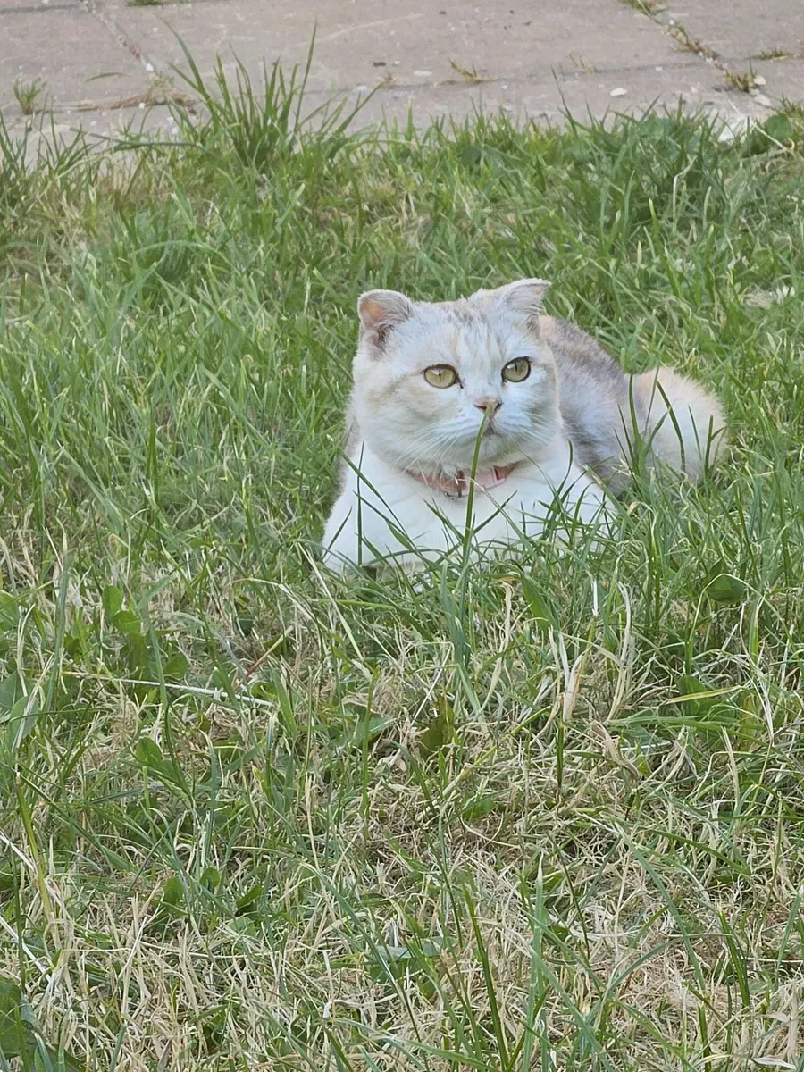Scottish fold female cat. - Image 2