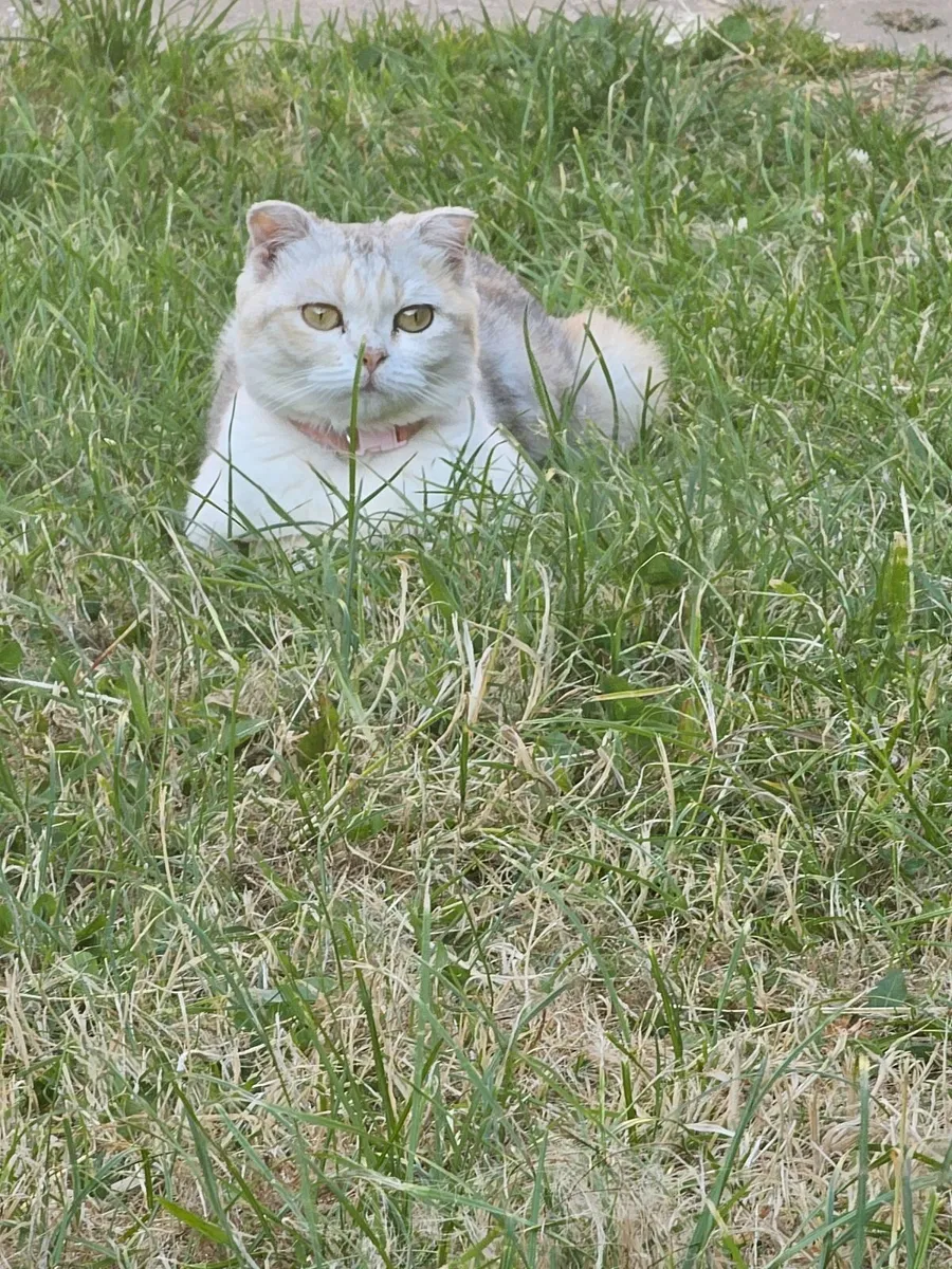 Scottish fold female cat. - Image 1