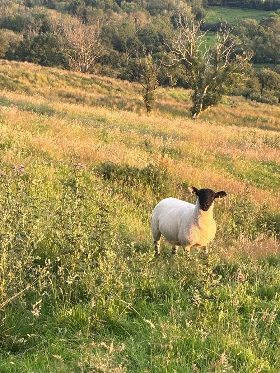 Sheep for sale