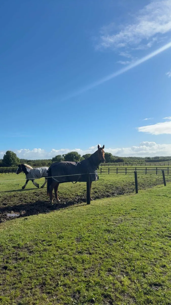 Horse for Sale - Image 1