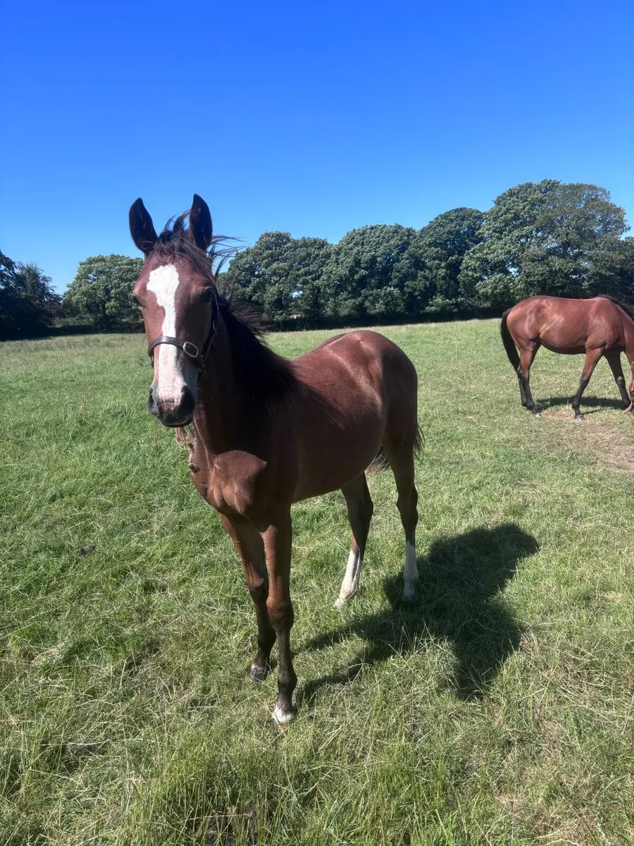 Yearling Filly - Image 1