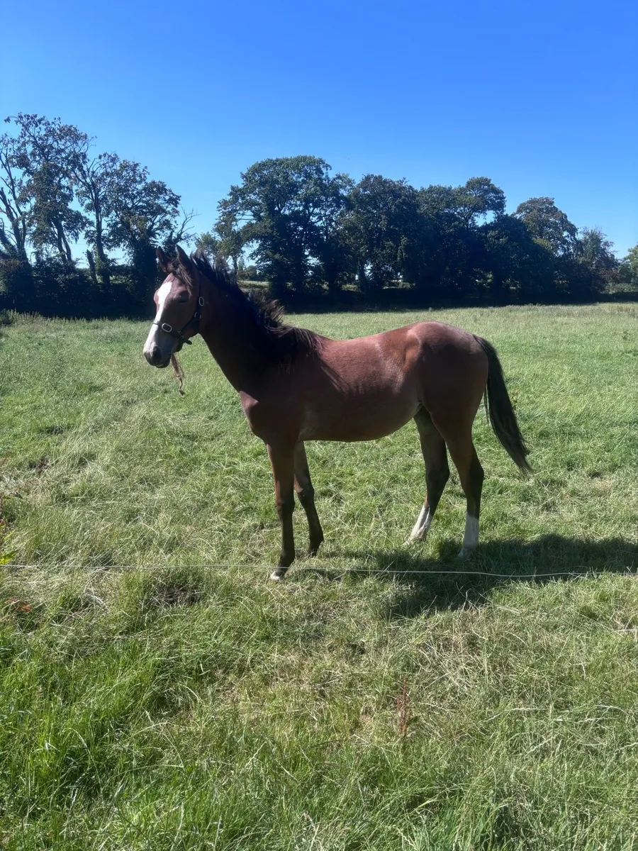 Yearling Filly - Image 2