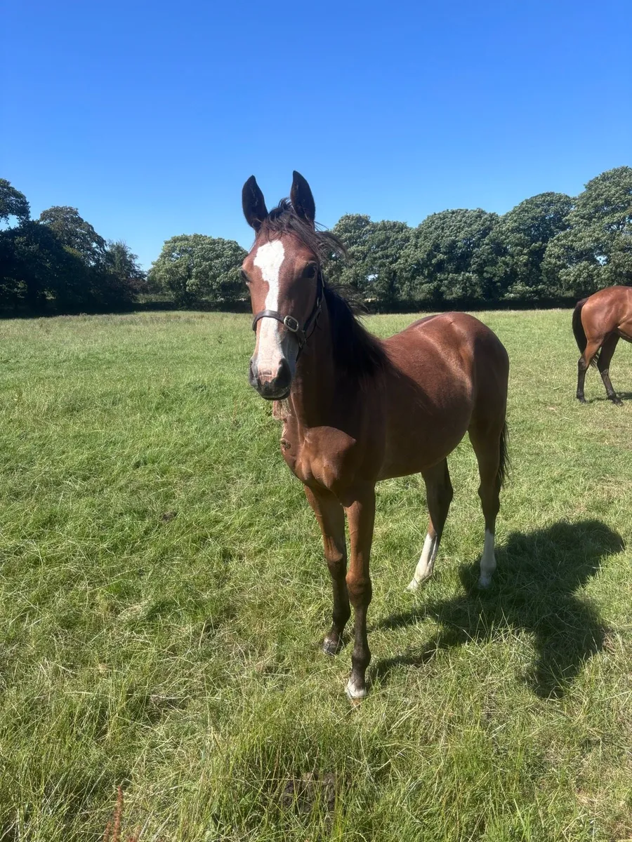 Yearling Filly - Image 3