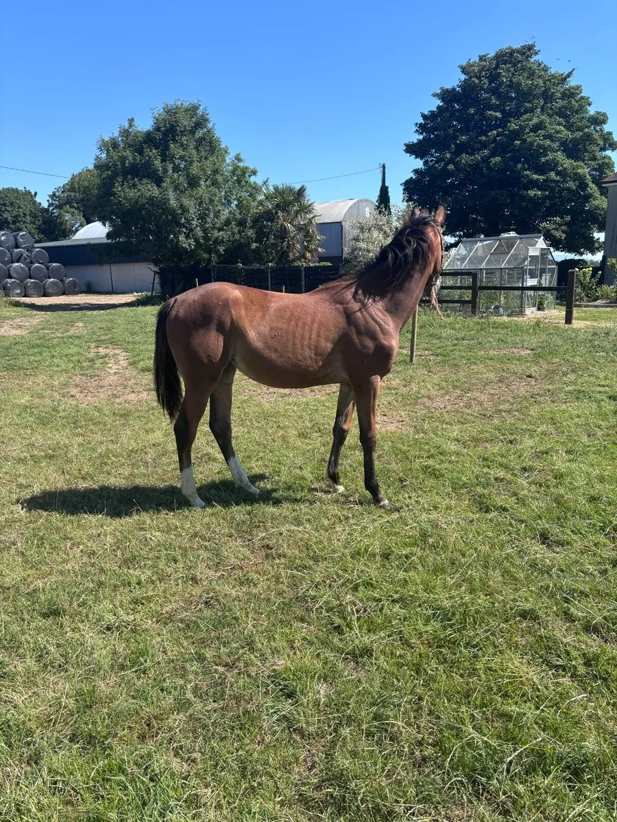 Yearling Filly - Image 4