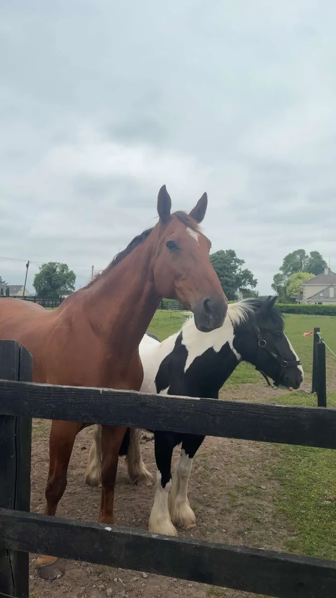 Horse for Sale - Image 2