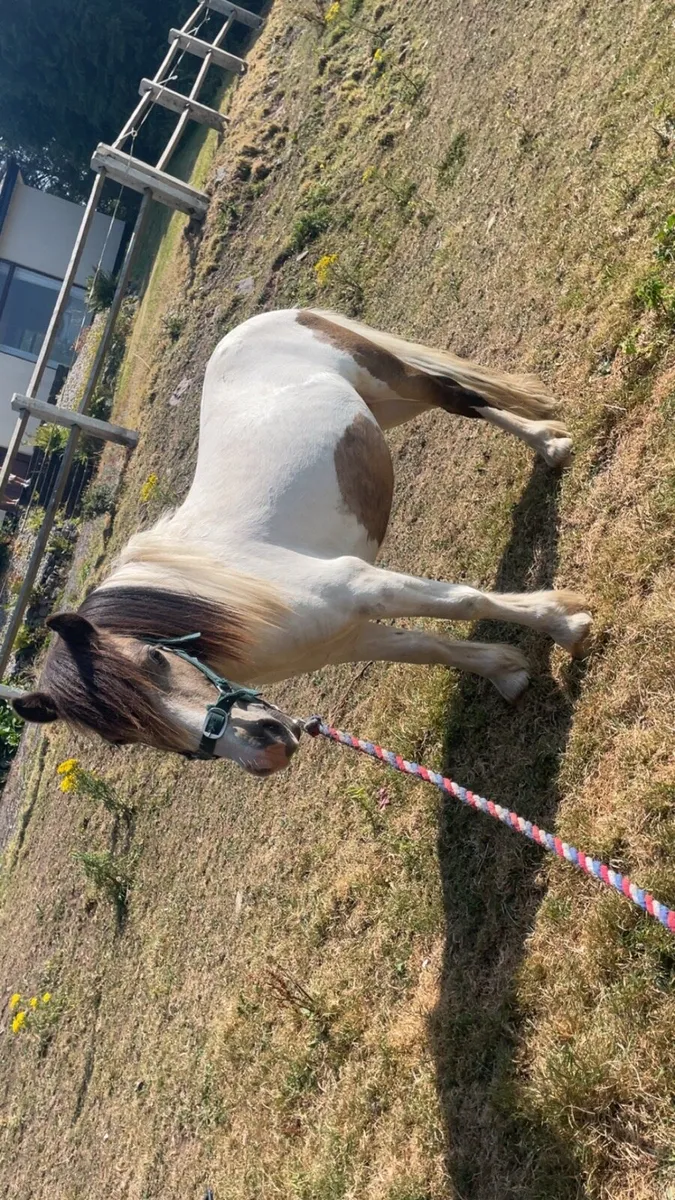 🔥Nice little ponie 🔥 - Image 1