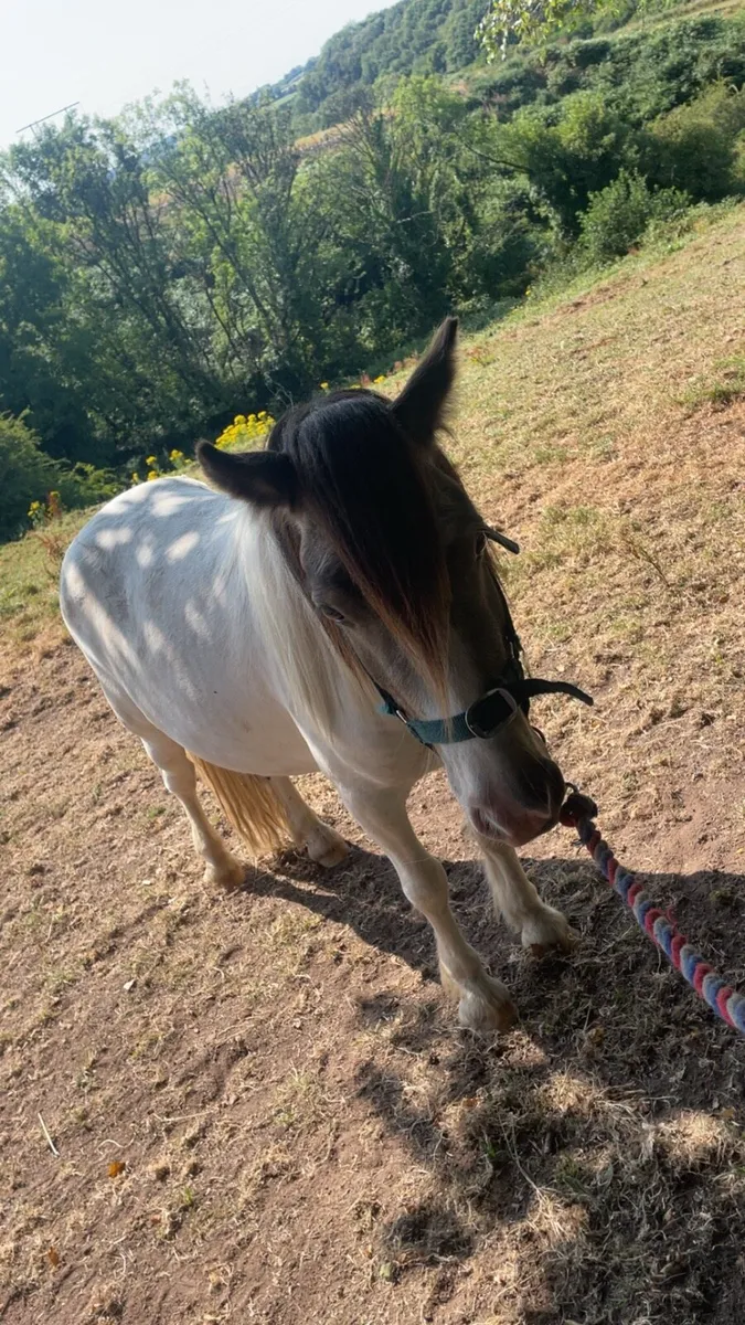 🔥Nice little ponie 🔥 - Image 2