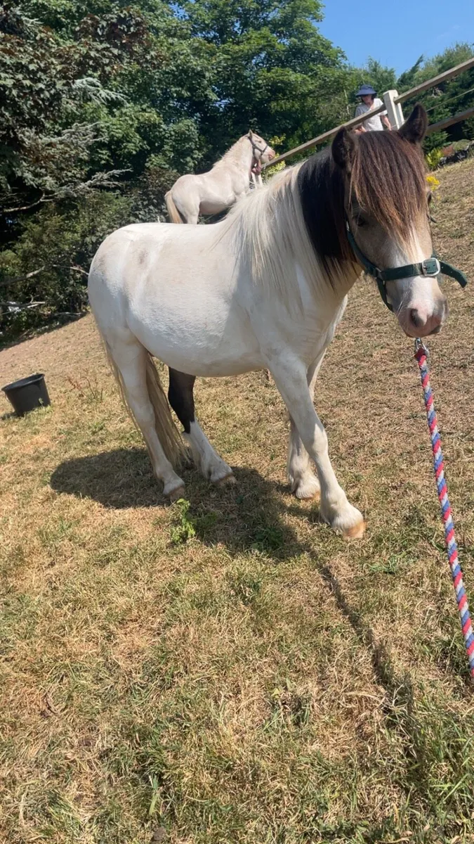 🔥Nice little ponie 🔥 - Image 3
