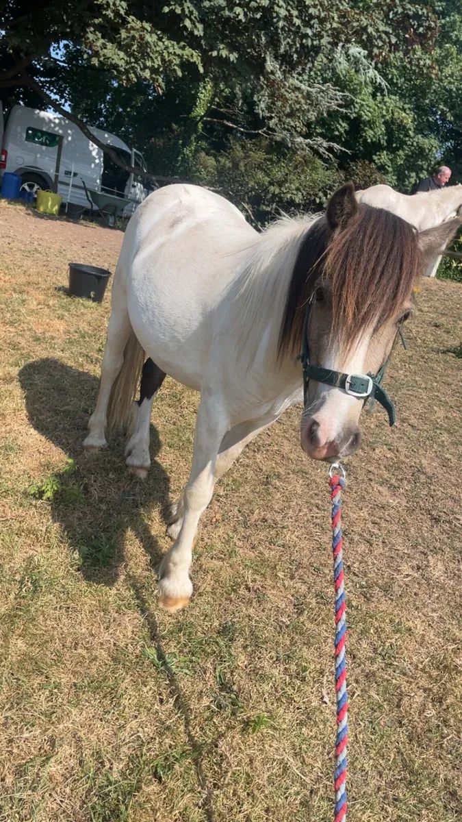 🔥Nice little ponie 🔥 - Image 4