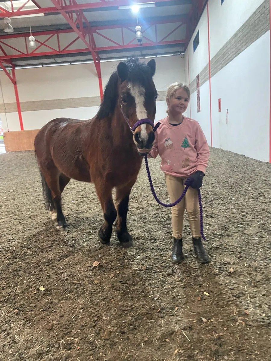 Pony - Image 2