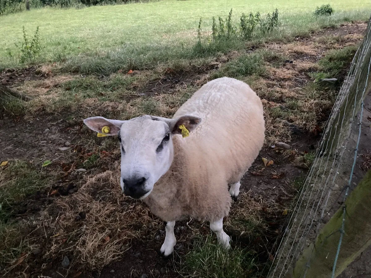 Beltex sheep. - Image 3