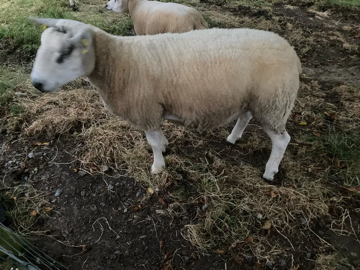 Beltex sheep. - Image 2