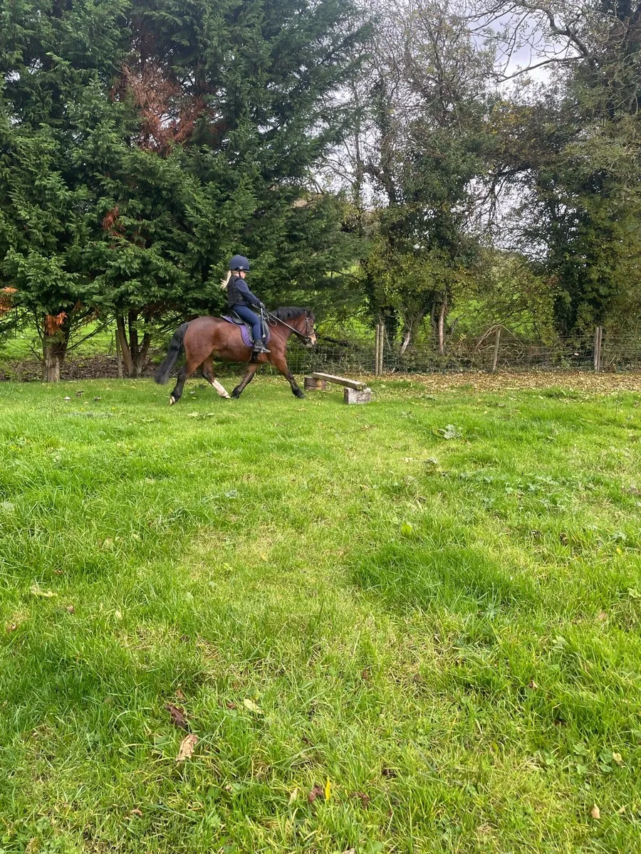 Pony - Image 4