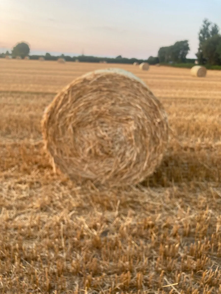 Oaten Straw - Image 2