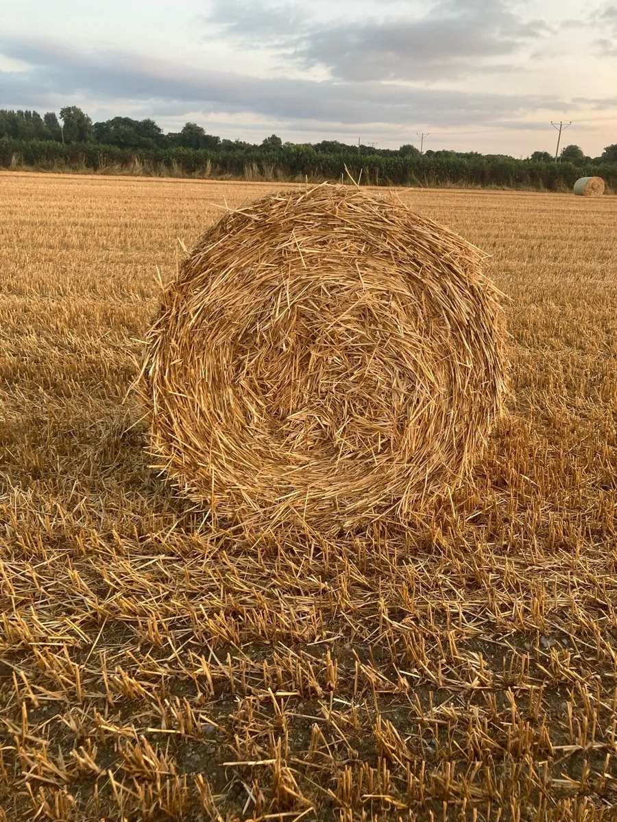 Oaten Straw - Image 1