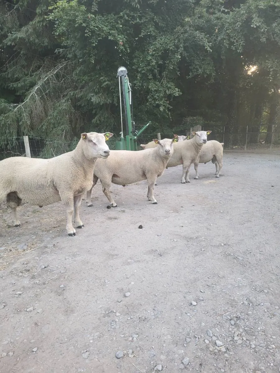 Charollais  pedigree registered hoggot  rams - Image 2