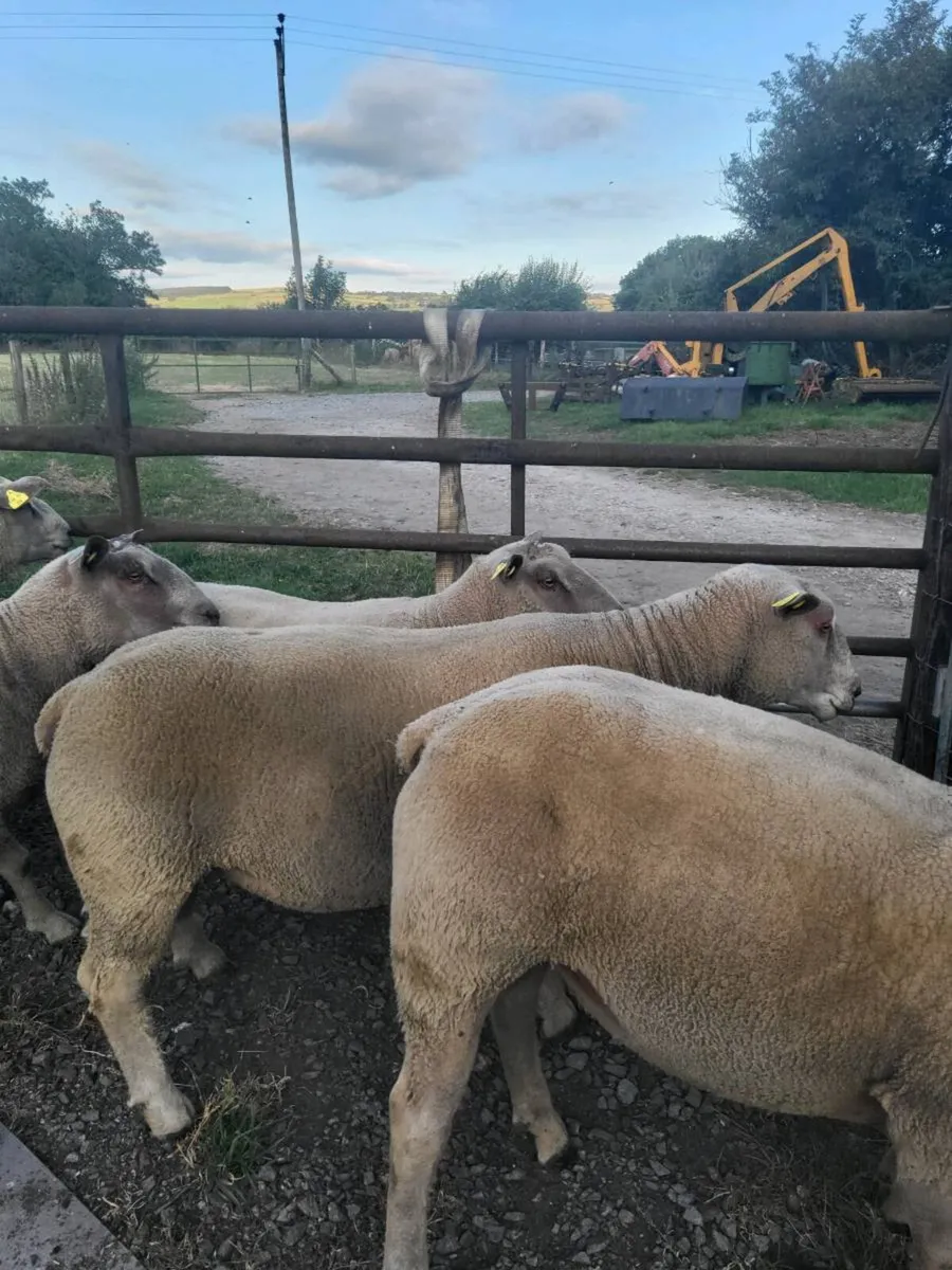 Charollais  pedigree registered hoggot  rams - Image 3