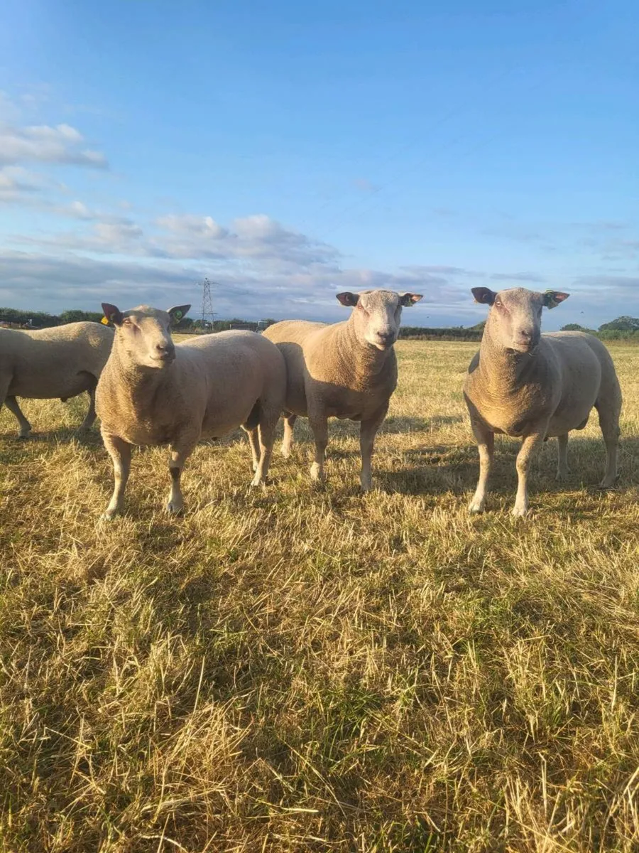 Charollais  pedigree registered hoggot  rams - Image 4