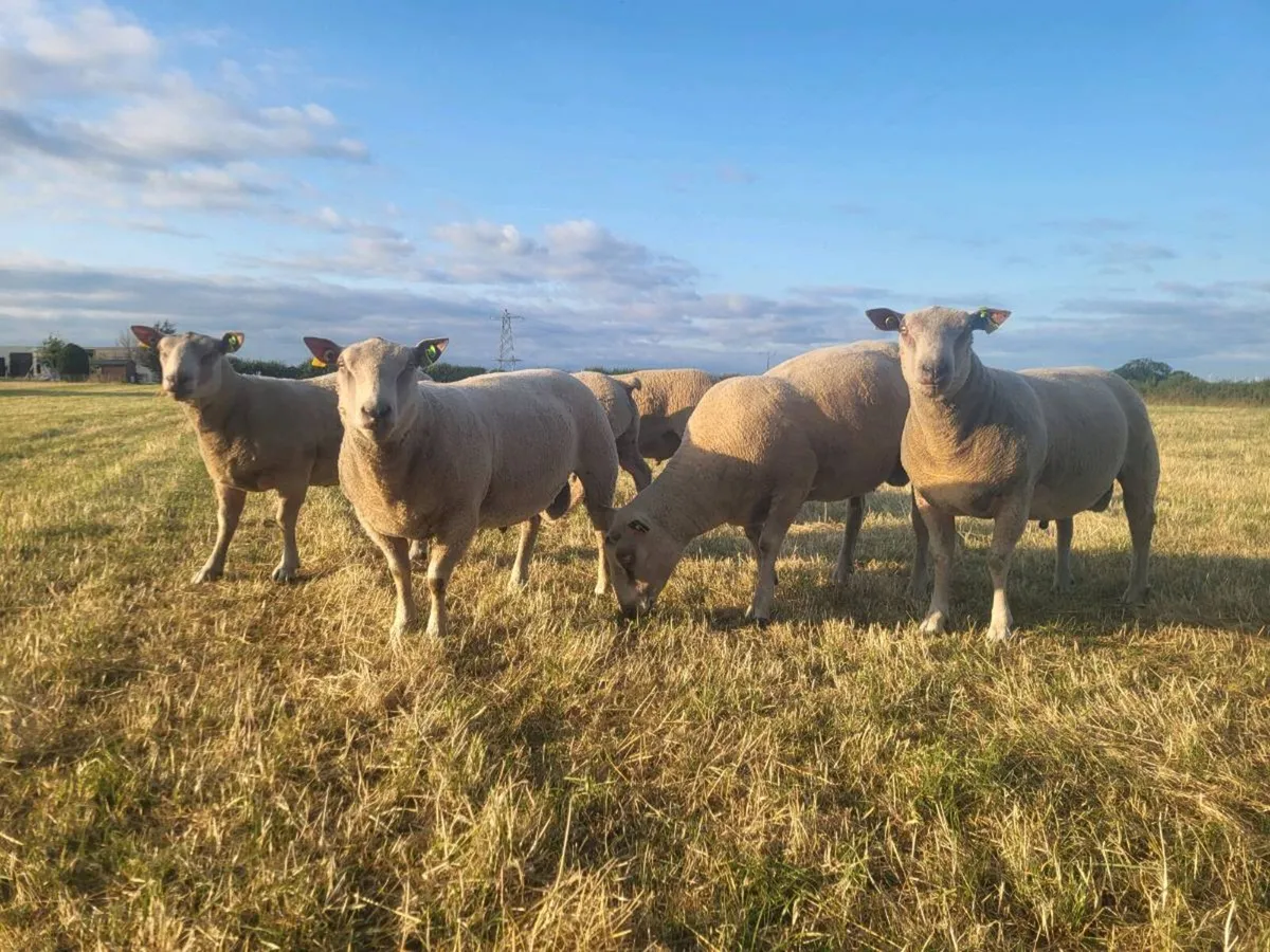 Charollais  pedigree registered hoggot  rams - Image 1
