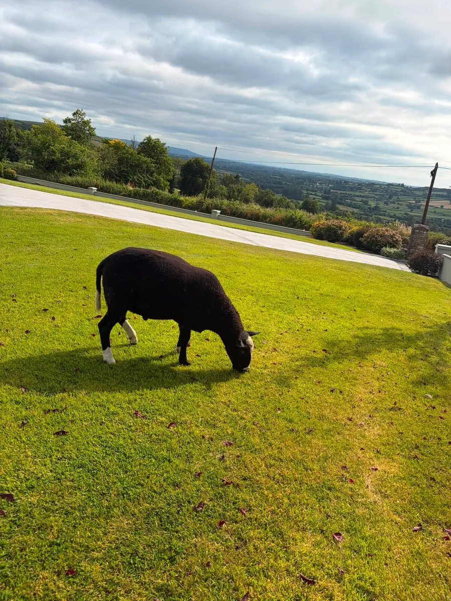 Zwartable Rams - Image 4