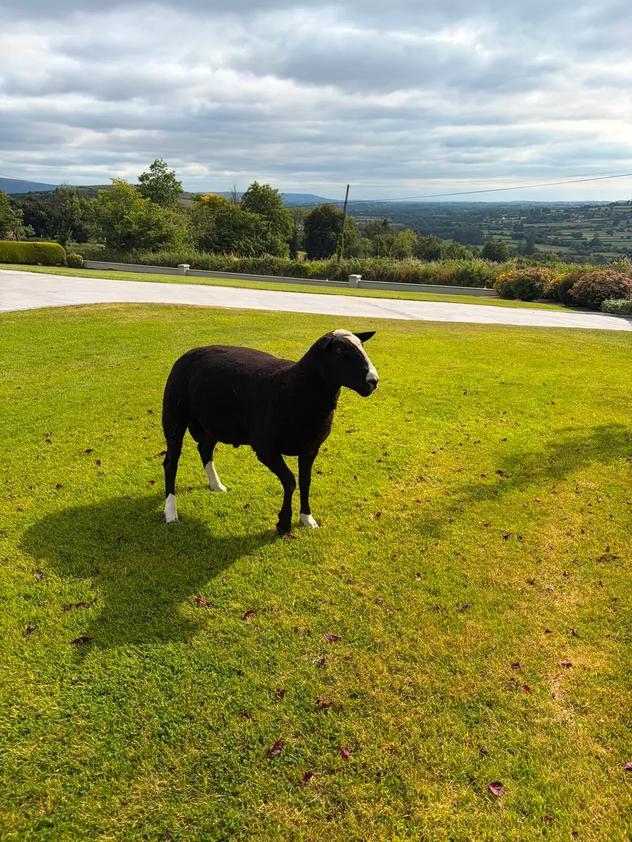 Zwartable Rams - Image 2