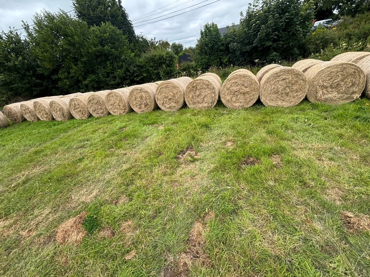 Hay - Image 2