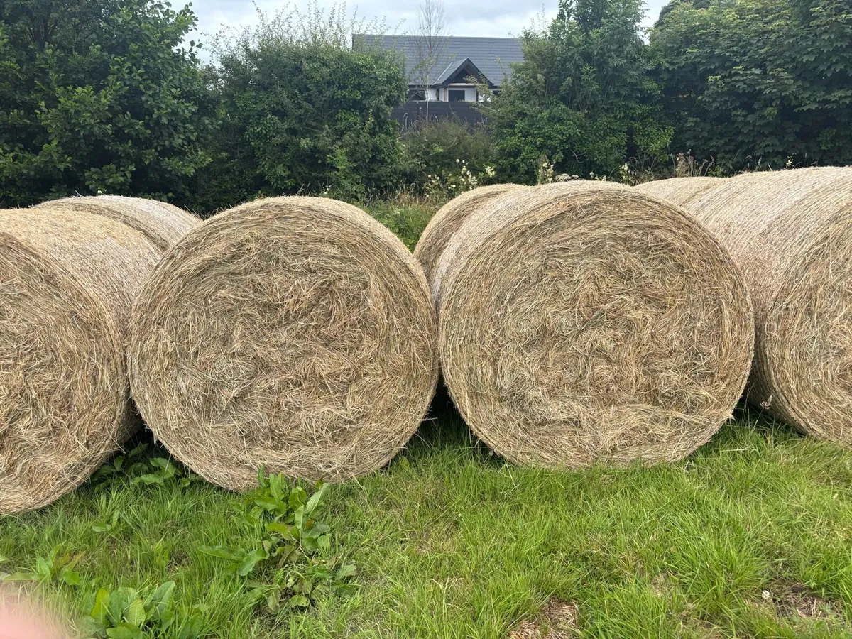 Hay - Image 1