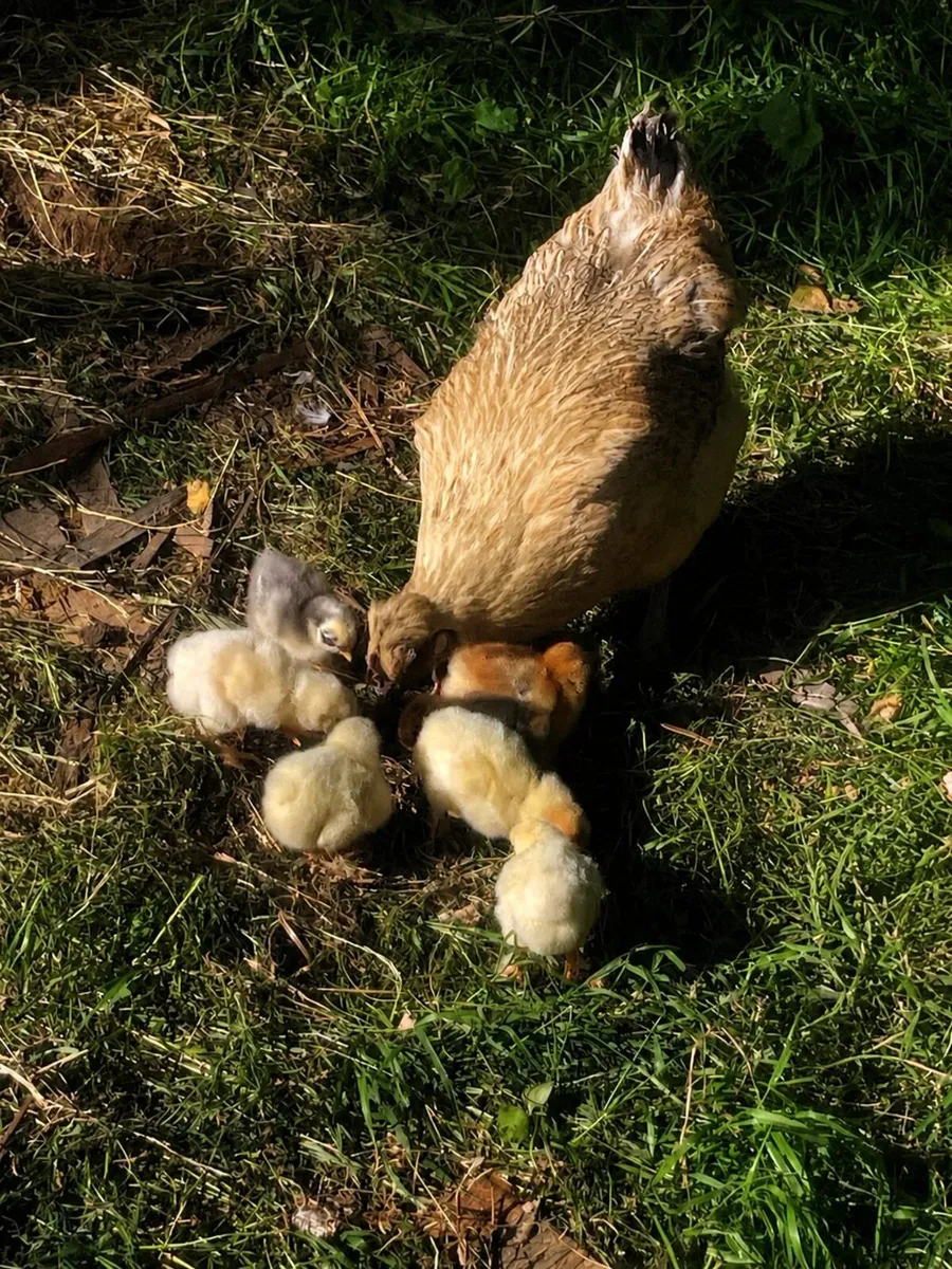 hen with 8 chicks one week old with rooster - Image 1