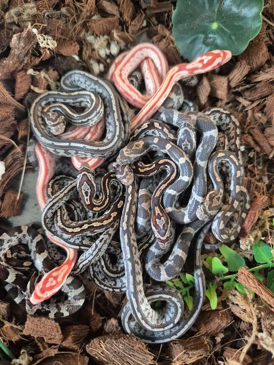 Baby corn snake - Image 2