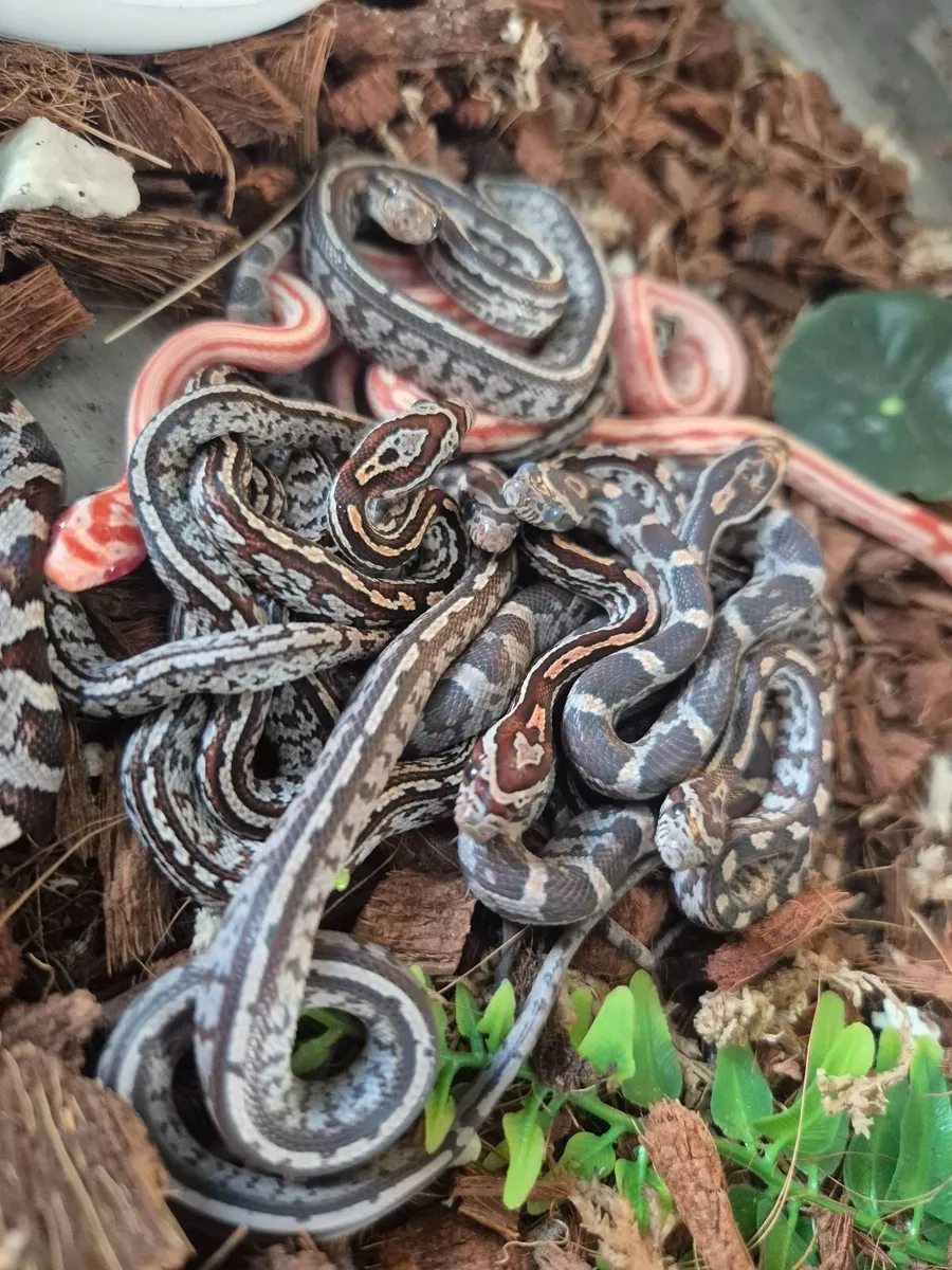 Baby corn snake - Image 3