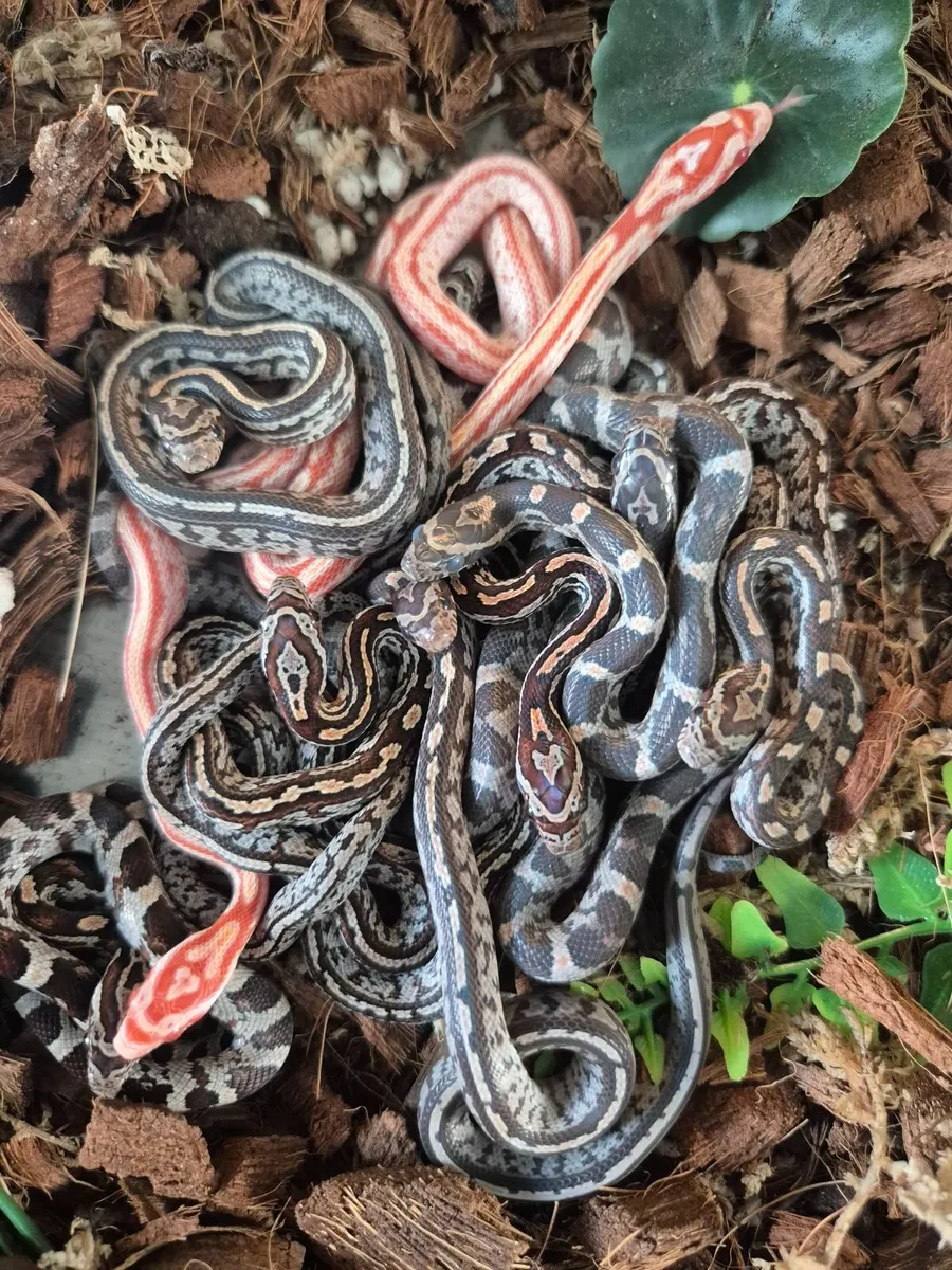 Baby corn snake - Image 4